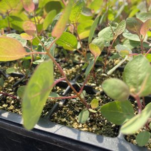 Eucalyptus polyanthemos – Image 3
