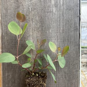 Eucalyptus polyanthemos
