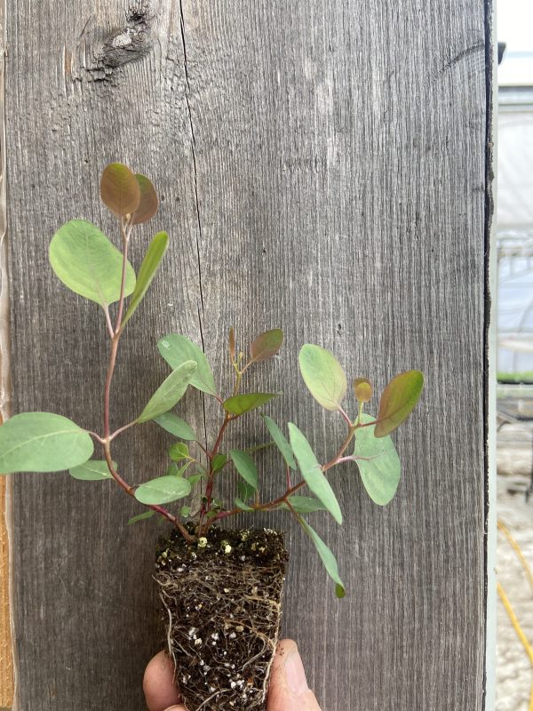 Eucalyptus polyanthemos