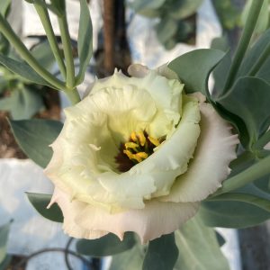 Lisianthus Corelli ™ 3 Light Pink – Image 4