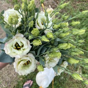 Lisianthus Corelli ™ 3 Light Pink – Image 2