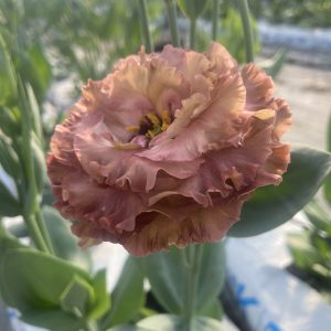 Lisianthus Rosanne 2 Terracotta – Image 3
