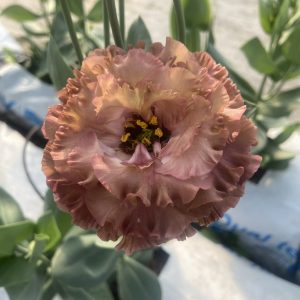 Lisianthus Rosanne 2 Terracotta