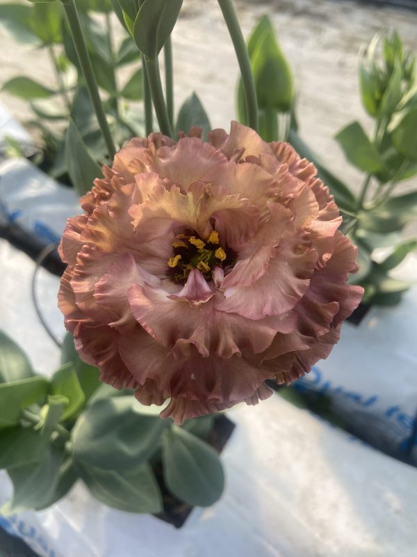 Lisianthus Rosanne 2 Terracotta