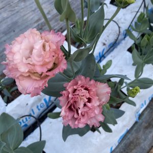 Lisianthus Celeb 2 Madonna – Image 2
