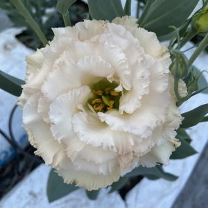 Lisianthus Celeb 1 Beige Neo – Image 2