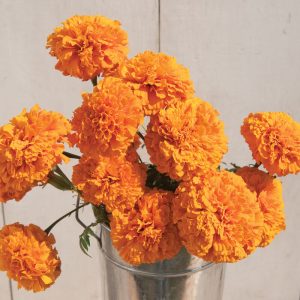 Marigold Giant Orange