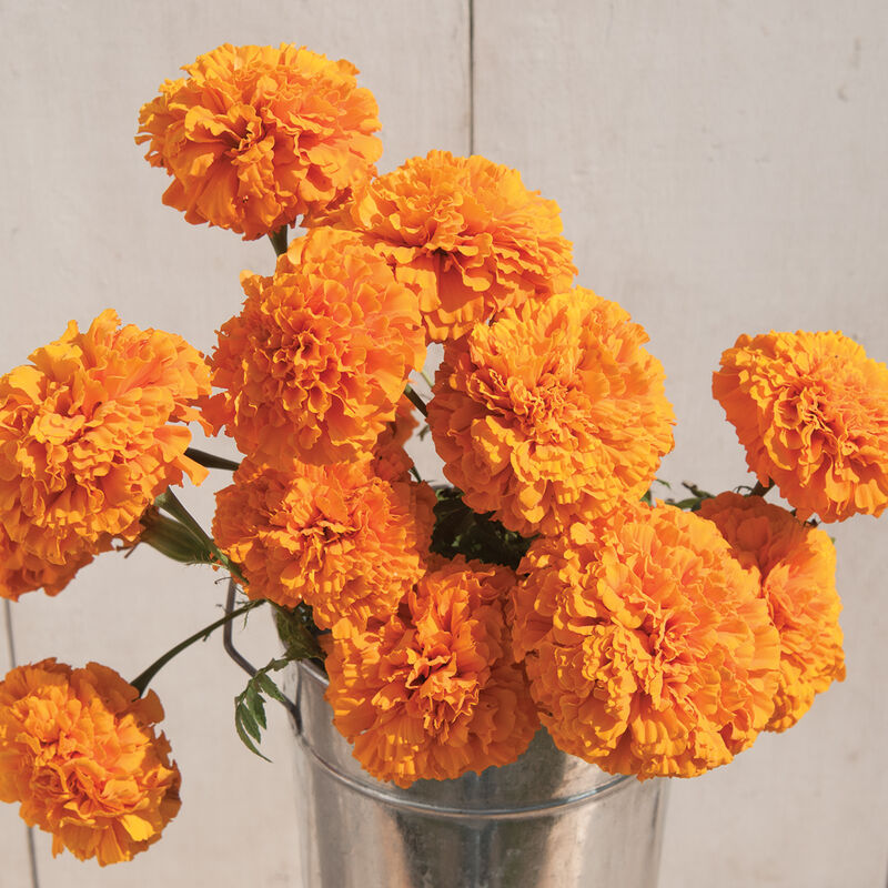 Marigold Giant Orange