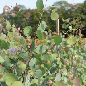 Eucalyptus Polyanthemos – Image 4