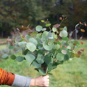 Eucalyptus Polyanthemos