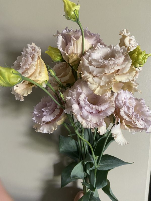 Lisianthus Chateau Blue