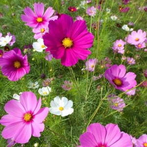 Cosmos « Sensation Mix »