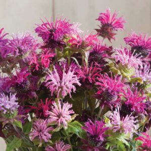 Monarde Panorama Mix
