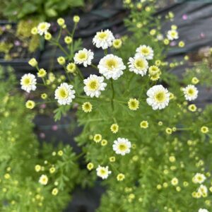 Matricaire Tetra white