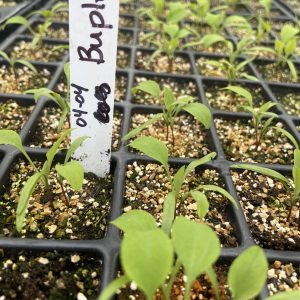 Bupleurum – Image 3