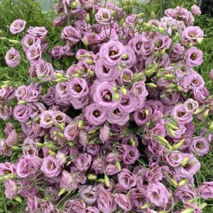 Lisianthus Arosa 2 wine
