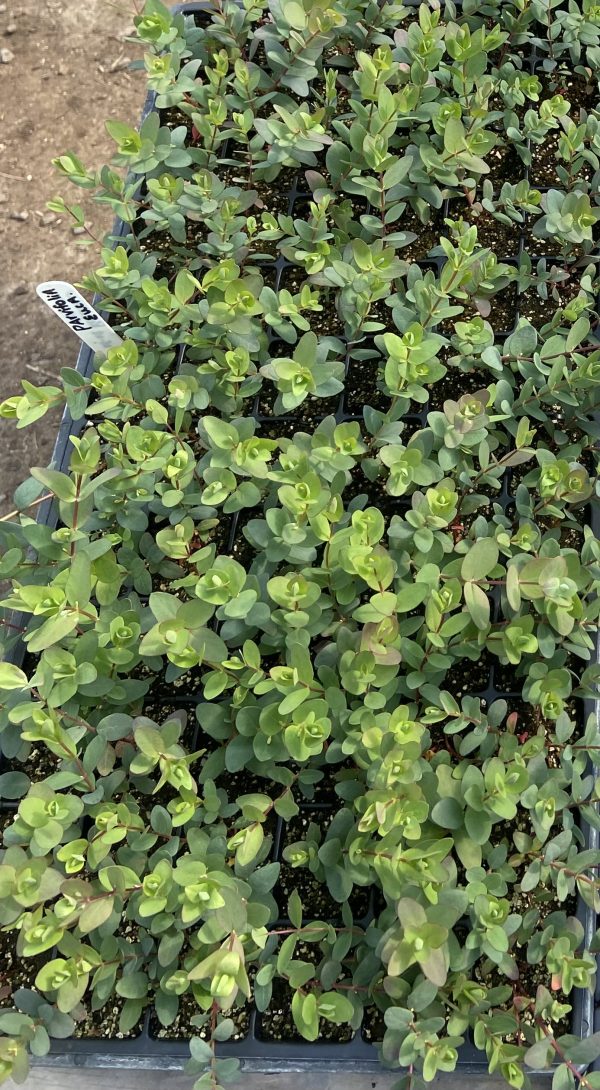 Eucalyptus Parvifolia