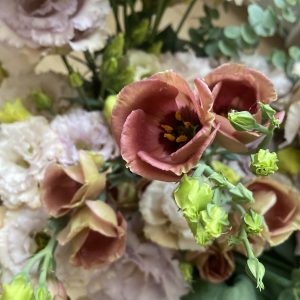 Lisianthus Pucchino choco 1 – Image 2