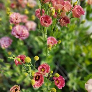 Lisianthus Pucchino choco 1 – Image 5