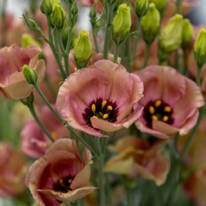 Lisianthus Pucchino choco 1