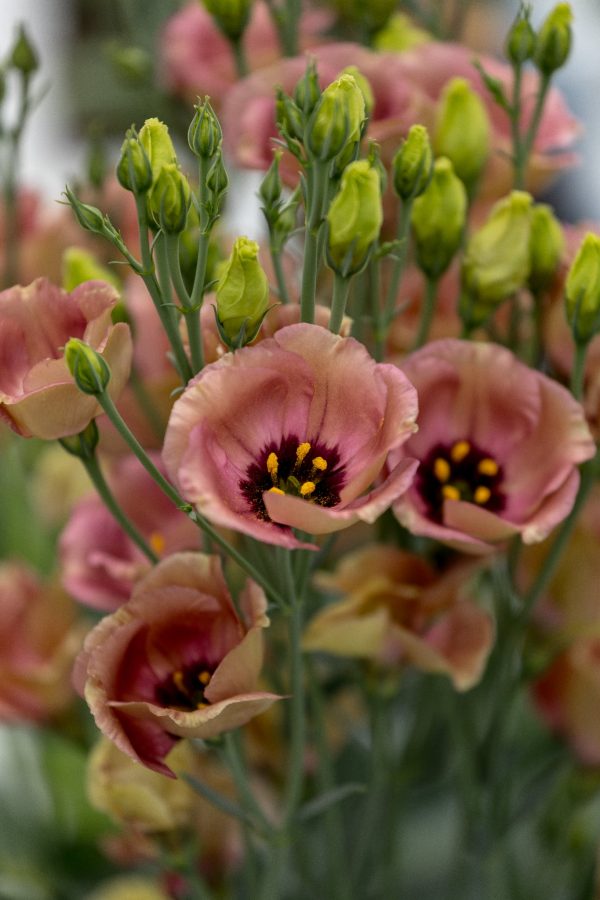 Lisianthus Pucchino choco 1