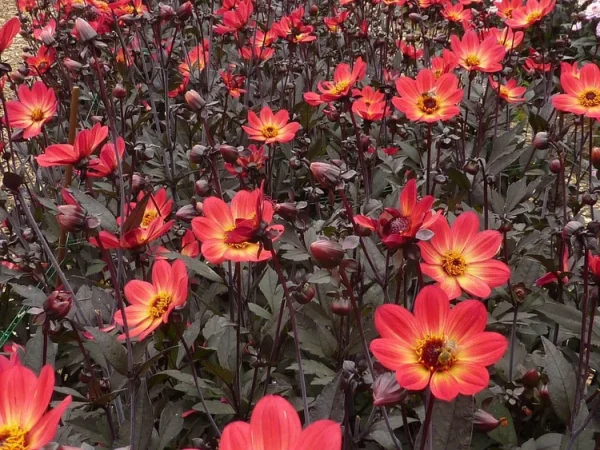 Dahlia Dark Foliage