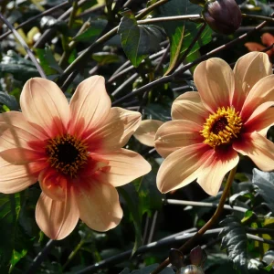 Dahlia Dark Foliage – Image 2