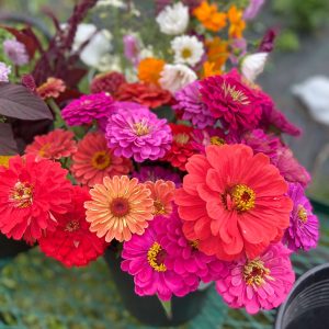 Zinnia mixte