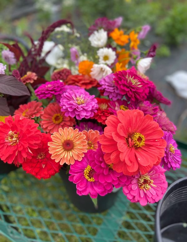 Zinnia mixte