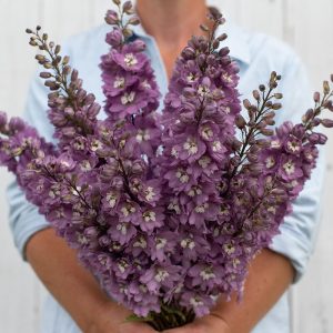 Delphinium Magic Fountains Lilac Pink White Bee