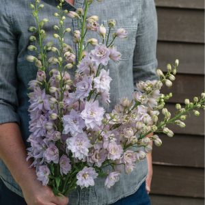Delphinium Magic Fountains cherry blossom