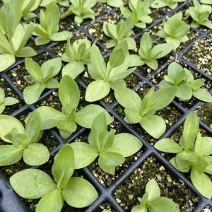 Lisianthus mixte – Image 2