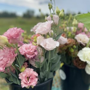 Lisianthus mixte