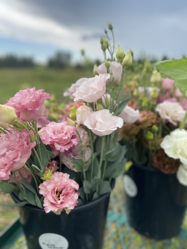 Lisianthus mixte