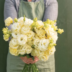 Lisianthus Voyage 2 yellow