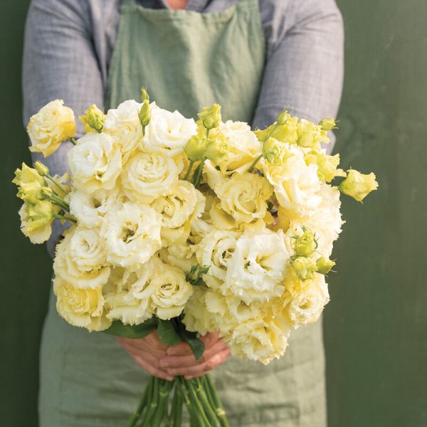 Lisianthus Voyage 2 yellow
