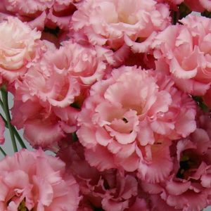 Lisianthus Celeb 1 Rouge – Image 2