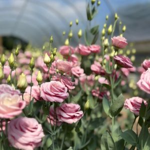 Lisianthus Croma 2 Pink