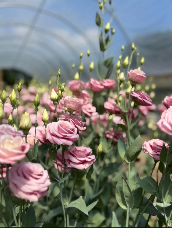 Lisianthus Croma 2 Pink