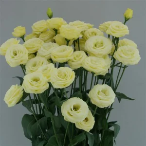 Lisianthus Arosa 2 Yellow