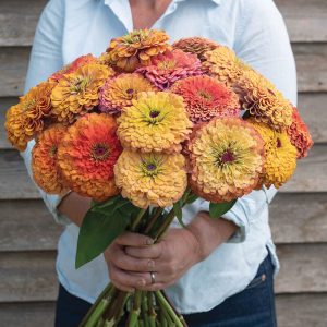 Zinnia Aurora
