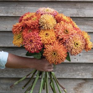 Zinnia Agave
