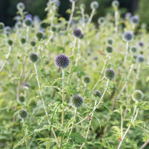 Echinops – Image 2