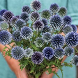 Echinops