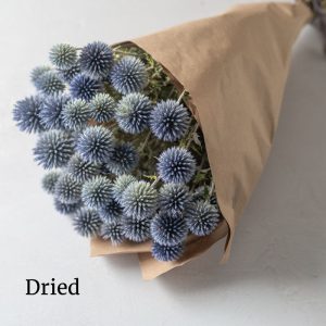 Echinops – Image 3