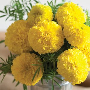 Marigold Giant yellow