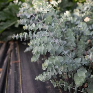 Eucalyptus Orbifolia – Image 2