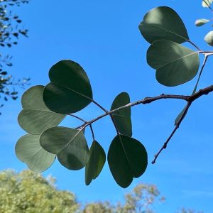 Eucalyptus Orbifolia – Image 3