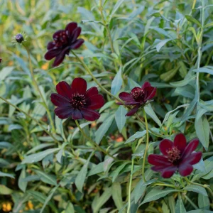 Cosmos Choca Mocka
