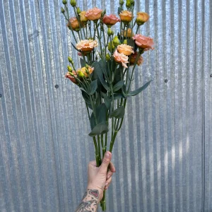 Lisianthus Sabrina 1 Orange – Image 2